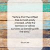 Bruce Lee quote: “Notice that the stiffest tree is most…”- at QuotesQuotesQuotes.com