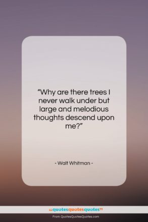 Walt Whitman quote: “Why are there trees I never walk…”- at QuotesQuotesQuotes.com